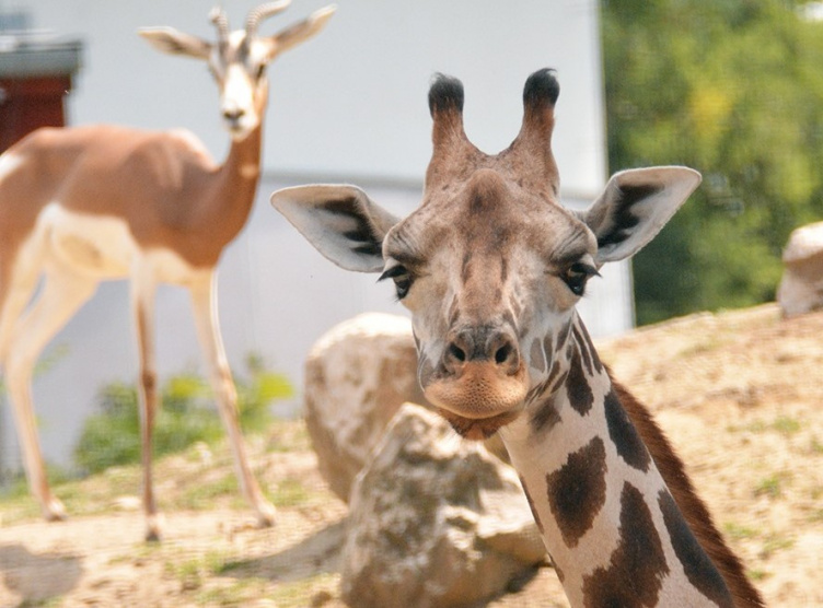 A zsiráfos képeslapot az ajándékozó nevében postázzák a megadott címre