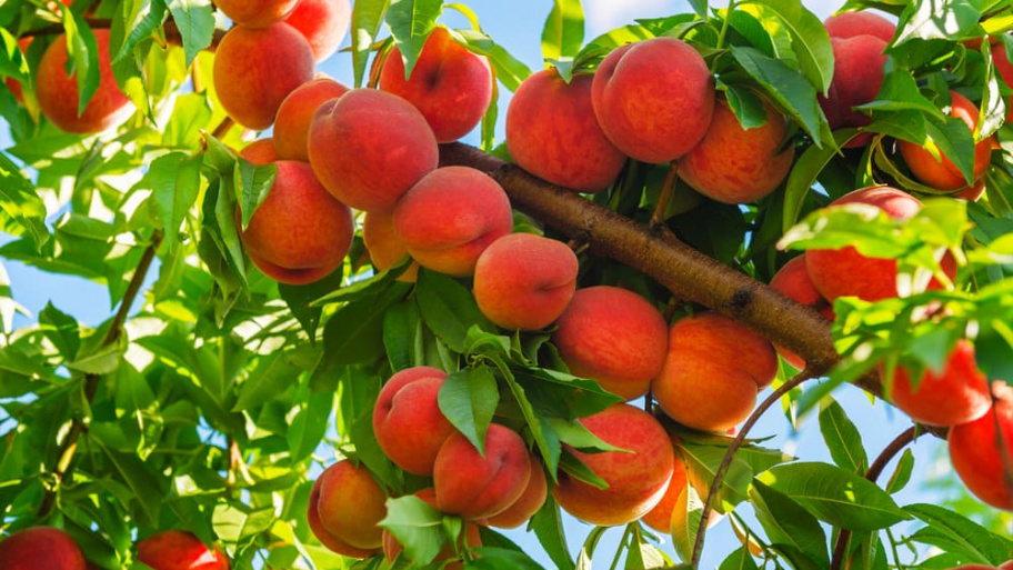 barack_181102.jpg Bélyegkép