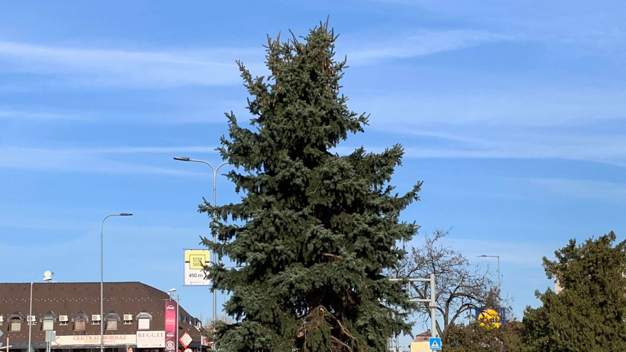 karacsonyfa_181129.jpg Bélyegkép