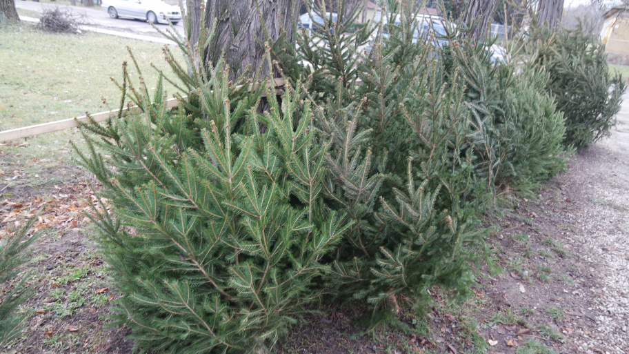 fenyo_181210.jpg Bélyegkép