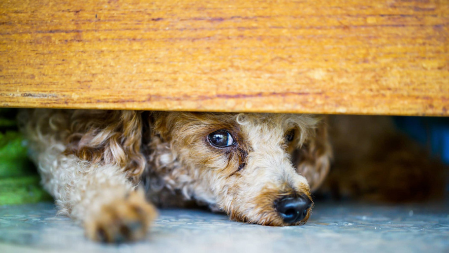 rettegokutya_181227.jpg Bélyegkép