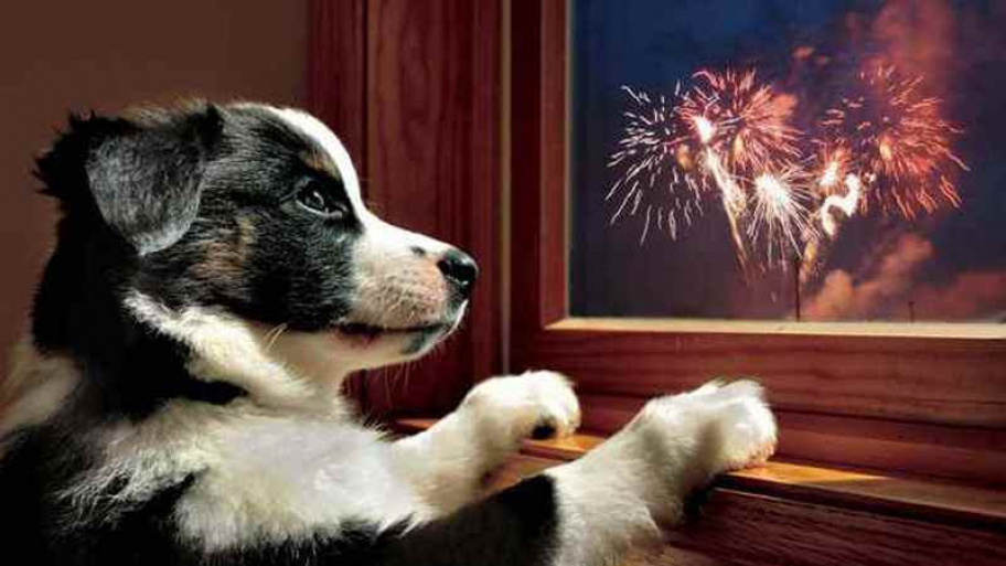 petardastop_181228.jpg Bélyegkép