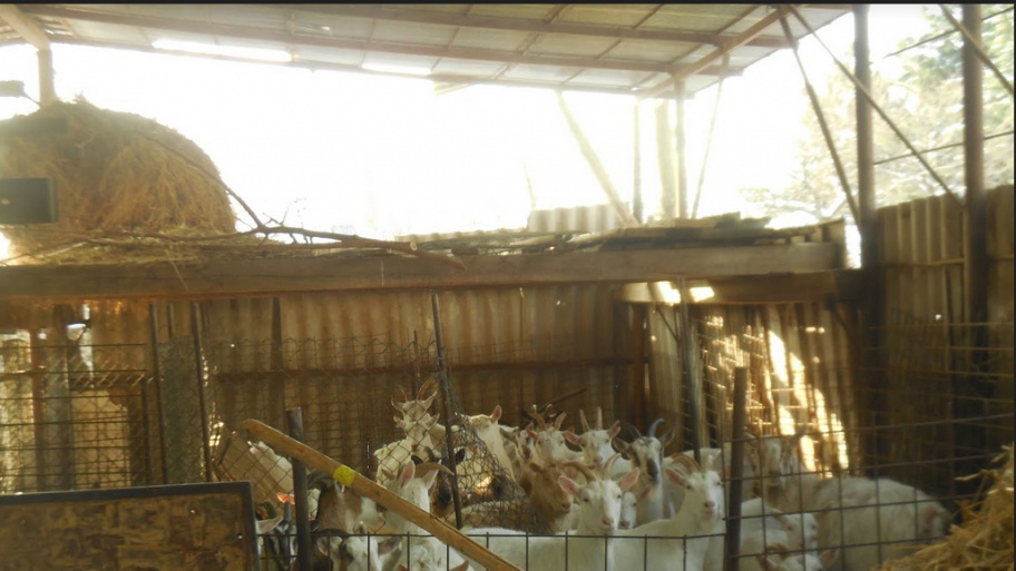 kecske_190115.jpg Bélyegkép