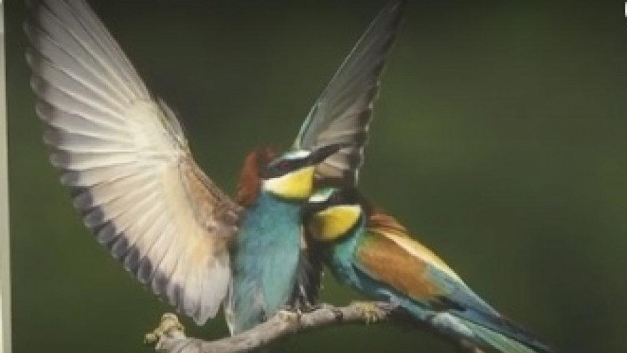 madarak_kiallitas_190117.jpg Bélyegkép